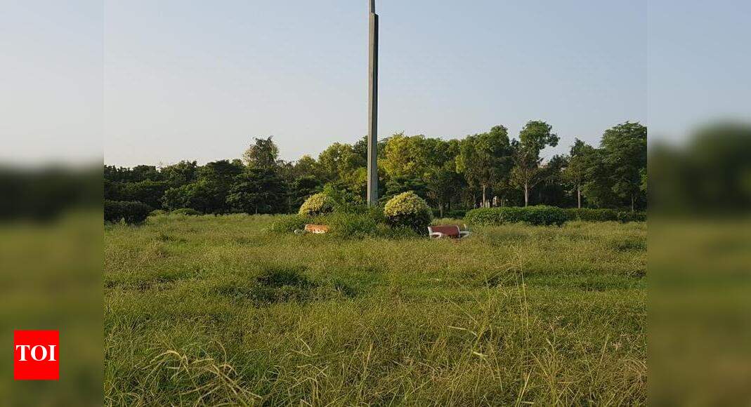 Dda park resembles a jungle Times of India