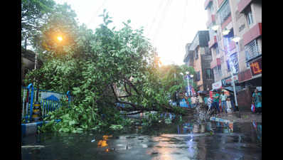 Green cover loss: Kolkata paying price for civic body's myopic vision