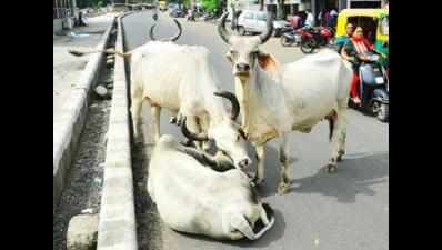 Seven cows rescued from truck