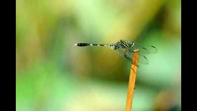 Dragonflies to the rescue in Korattur