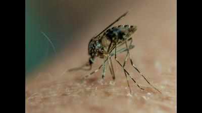 Chikungunya toll reaches 5