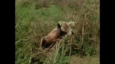 Three lions found dead in Junagadh forests