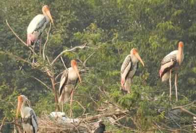 Rare birds die in Majuli storm