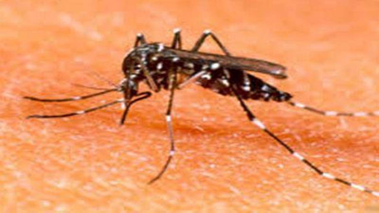 Mosquito related diseases wreak havoc across Maharashtra Mumbai