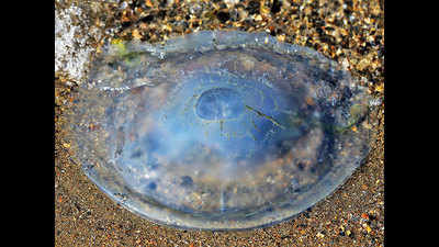 <arttitle><strong/>ALERT FOR VISARJAN: Jellyfish, stingray warning on Mumbai's beaches</arttitle>