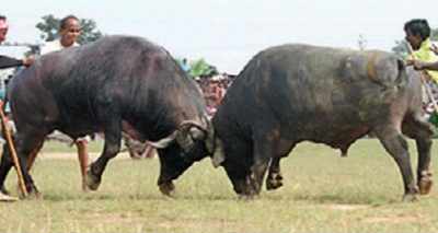 Purulia: Despite ban, buffalo fight at a crowd-puller | Kolkata - Times India