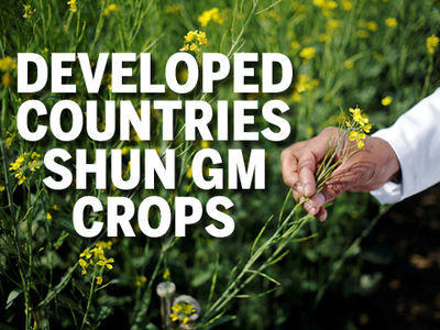 Are GM crops being forced on the developing world?