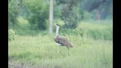 Curbing dog population key to Bustard conservation in Thar