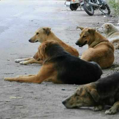 Lethal injection kills 40 stray dogs in Vellore township