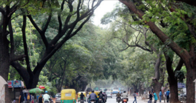 Nrupathunga Road will be stripped of 18 trees for TenderSURE work