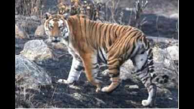 After attack, Dudhwa officials out to trap tiger