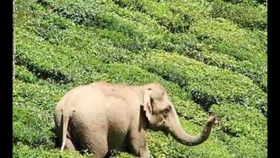 To assess crop damage by elephants, DM's help sought