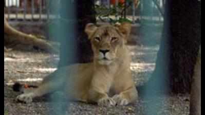 Ailing lioness Girishma shows signs of improvement