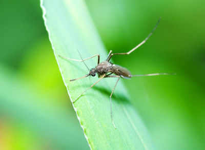 Dengue: Causes, symptoms and prevention