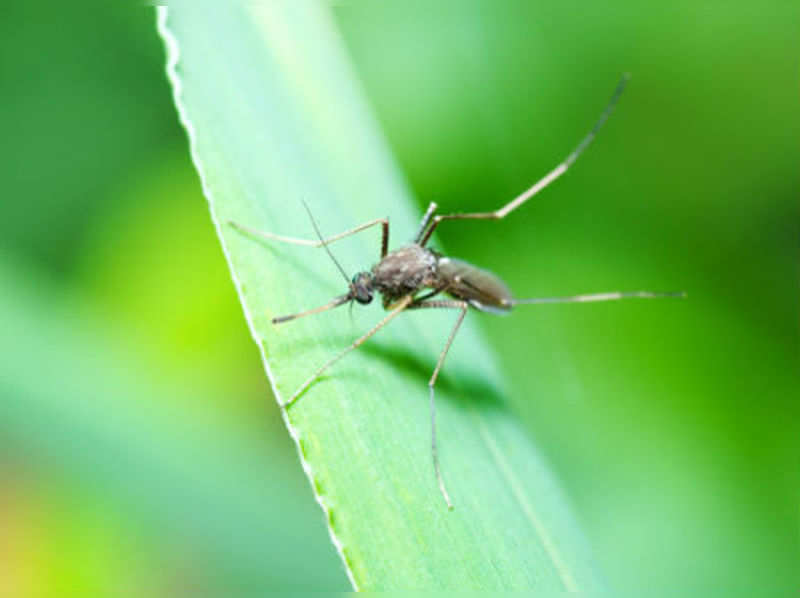 Dengue: Causes, symptoms and prevention (Shutterstock Images)