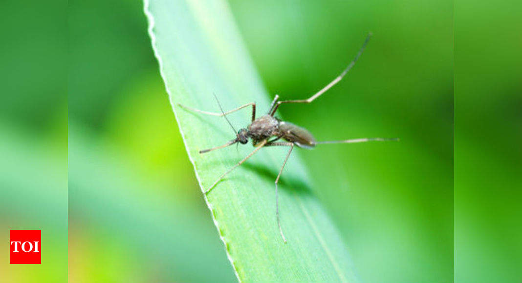 Dengue Fever Causes Symptoms And Prevention