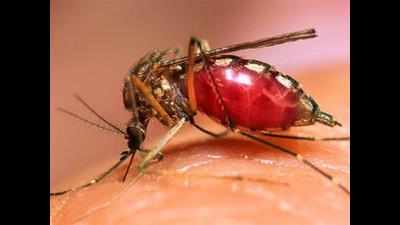 Chikungunya: Government hospitals reel under chikungunya outbreak