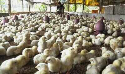 Animal husbandry minister visits poultry farm where 800 chickens were killed by stray dogs | Thiruvananthapuram News - Times of India Animal husbandry minister visits poultry farm where 800 chickens were killed by stray dogs | Thiruvananthapuram News - Times of India