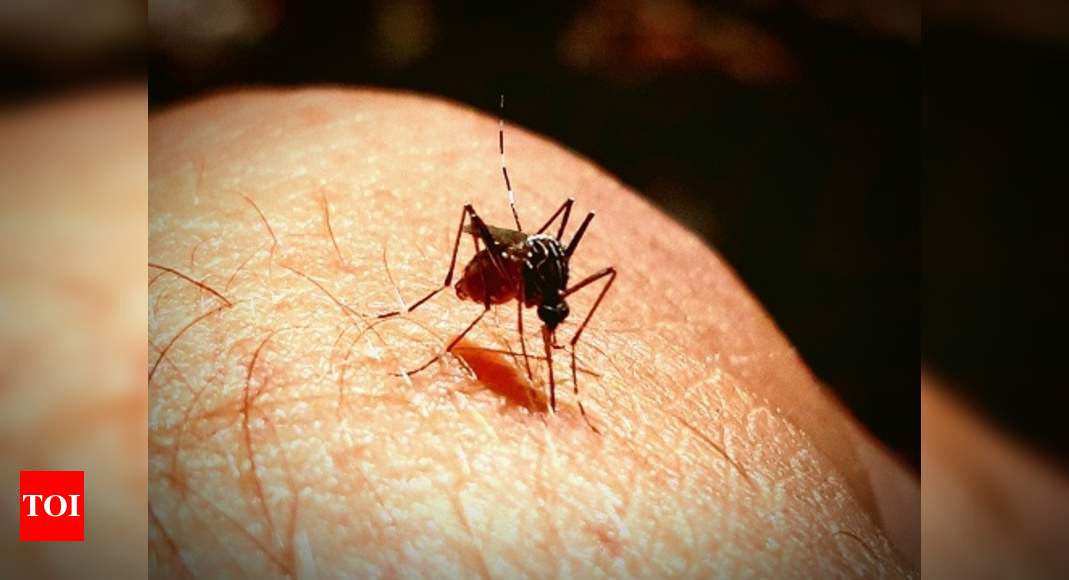 Aedes breeding not confined to your home - Times of India
