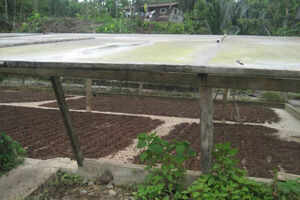 Chocolate farms of Ecuador