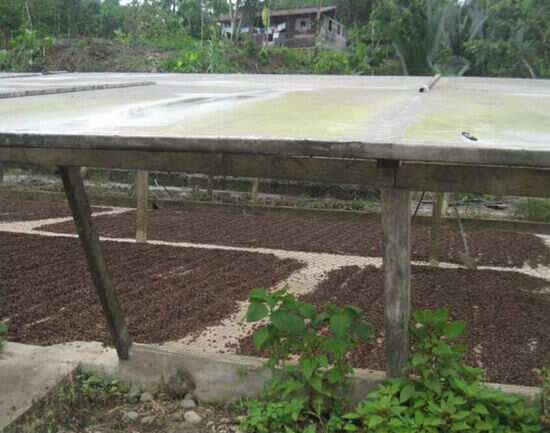Chocolate farms of Ecuador