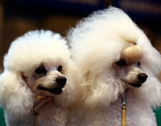 Attend the Dog Bowl