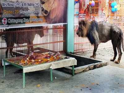 Bangladesh Bangladesh Zoo Throws Wedding Party For Lions With