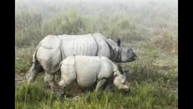 World Rhino Day celebrated at zoo