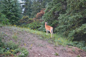 Wild Life