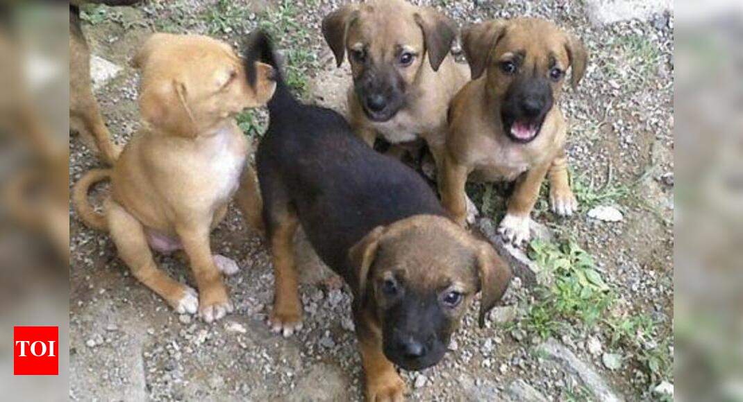 Strays: Collegians pay from their pockets to give strays a better life ...