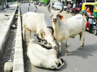 After selfie with cow, AAP takes stray cattle issue to CM house