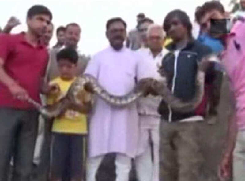 Forest dept promises action after python attacks man while clicking selfie