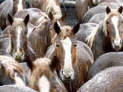 Horses can communicate with humans: Study