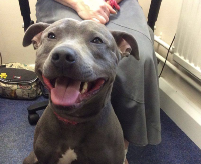 Missing pet dog found at UK airport after 8 months