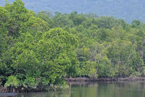 An amazing kayaking experience in the mangrove forest of Langkawi