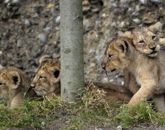 Zurich Zoo