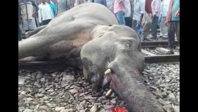 Express train runs over elephant, calf in Jharkhand