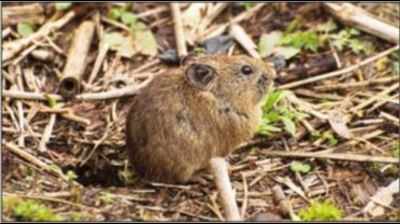 Bengaluru researchers discover rat-like mammal species in Sikkim Himalayas