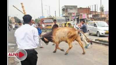 Lathi-wielding bikers save stray cows from AMC, terrorize city