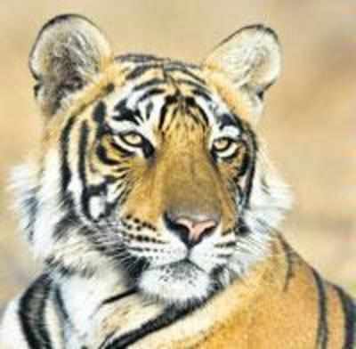 Tigress released in Satpura park