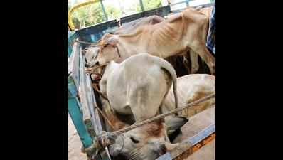 With closure of slaughter houses, meat sold illegally in Pilibhit