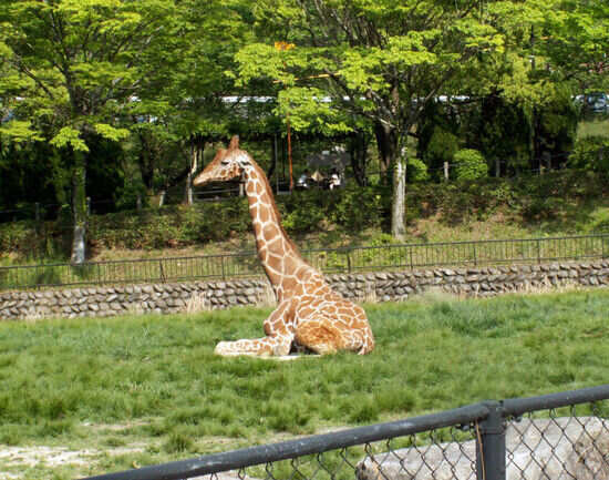 Hiroshima City Asa Zoological Park