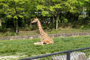 Hiroshima City Asa Zoological Park