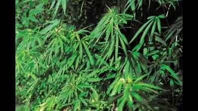 NCB destroys 62 acres of cannabis crop, 'innocent' villagers seek compensation
