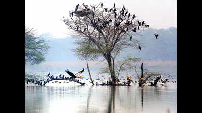 Sultanpur bird sanctuary to reopen from October 1