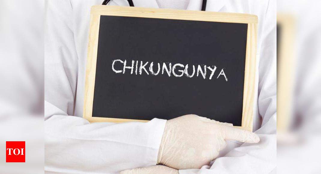 Chikungunya 40 More Cases Chikungunya Reported In Jaipur Jaipur News