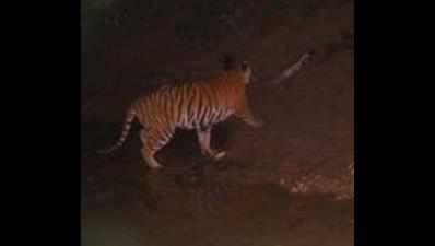Shoot-to-kill orders go out for man-eating tigress