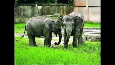 Loss of habitat forcing jumbos to wander for food
