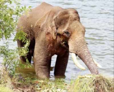 Injured jumbo continues to limp and wander in pain at the Manchanabele dam