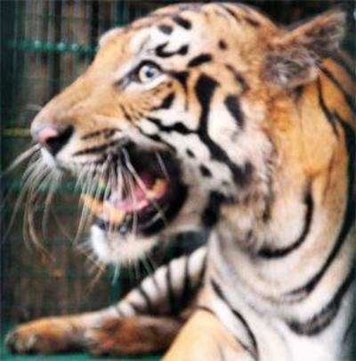 After 9 years, state tiger cell to meet